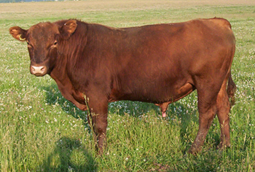 bull